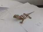 Hagedis.4 dierfiguur 11 cm geen Schleich, Verzamelen, Dierenverzamelingen, Ophalen of Verzenden, Gebruikt, Reptiel of Amfibie