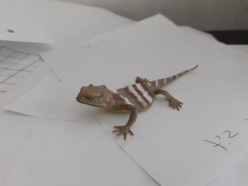 Hagedis.4 dierfiguur 11 cm geen Schleich, Verzamelen, Dierenverzamelingen, Gebruikt, Beeldje of Figuurtje, Reptiel of Amfibie