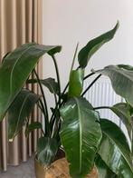 Strelitzia Nicolai paradijsvogelplant incl pot, Ophalen, Overige soorten