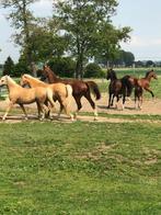 Enthousiaste, ervaren bijrijders gevraagd, Dieren en Toebehoren, Paarden, Merrie, B, Gechipt, Dressuurpaard