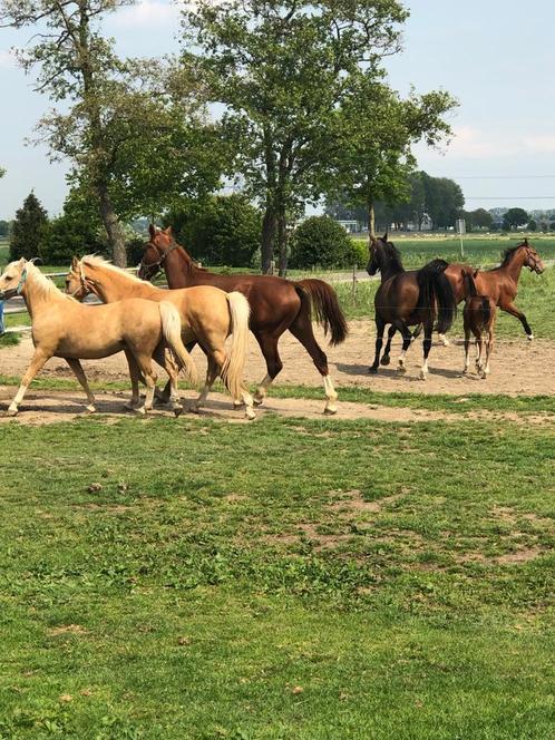 Enthousiaste, ervaren bijrijders gevraagd, Dieren en Toebehoren, Paarden, Merrie, B, 165 tot 170 cm, 7 tot 10 jaar, Dressuurpaard