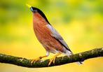 Gezocht, een mooi koppel spreeuwen, Dieren en Toebehoren, Vogels | Overige Vogels, Meerdere dieren