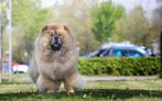 Chow chow teef van 2 jaar oud, Dieren en Toebehoren, Rabiës (hondsdolheid), 1 tot 2 jaar, Teef, Eén hond