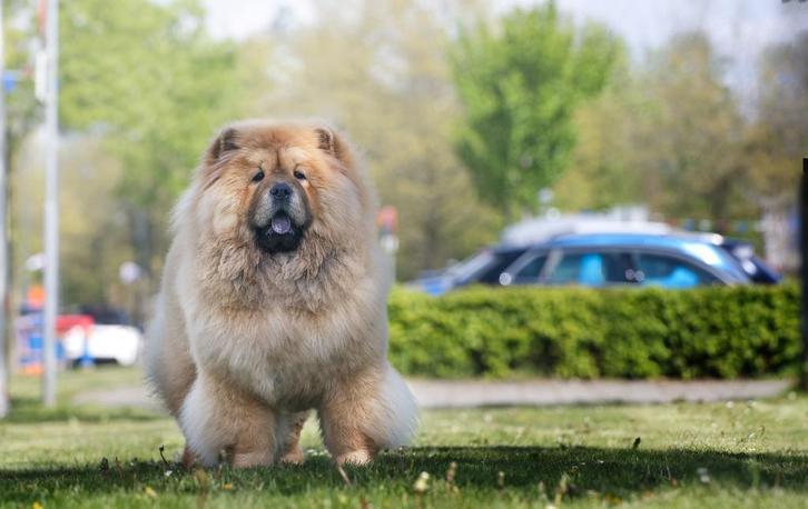 Chow chow teef van 2 jaar oud, Dieren en Toebehoren, Honden | Poolhonden, Keeshonden en Oertypen, Teef, Particulier, Eén hond