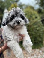 Schattige pups Boomer met Dwergpoedel! Div. Kleuren
