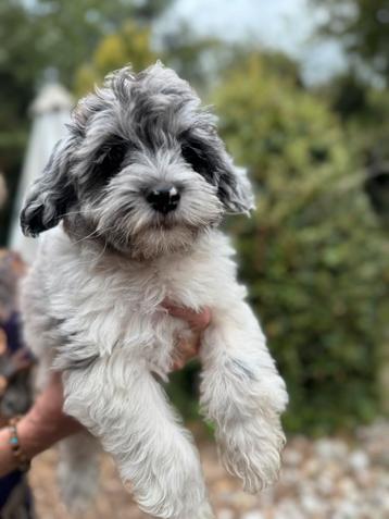 Schattige pups Boomer met Dwergpoedel! Div. Kleuren beschikbaar voor biedingen