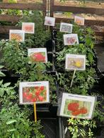 Diverse soorten tomatenplanten, Tuin en Terras, Planten | Tuinplanten, Ophalen of Verzenden, Zomer, Overige soorten, Volle zon