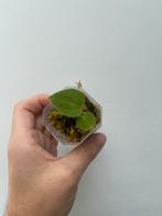 Anthurium Papillilaminum x Crystal Dress, Huis en Inrichting, Ophalen of Verzenden, Overige soorten, Minder dan 100 cm
