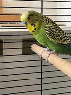 Parkiet, Dieren en Toebehoren, Vogels | Parkieten en Papegaaien, Meerdere dieren, Parkiet