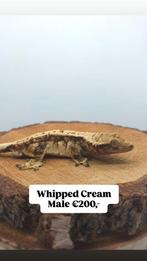 Wimpergekko Man, C.Ciliatus, Dieren en Toebehoren, Reptielen en Amfibieën, Hagedis, Tam, 3 tot 6 jaar