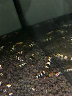 Crystalblack Garnalen, Kreeft, Krab of Garnaal