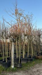 Moet weg! Elzenboom, Alnus spaethii, Tuin en Terras, Planten | Bomen, Ophalen, Volle zon, Overige soorten, Minder dan 100 cm