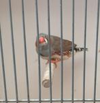 Zebravink man, Dieren en Toebehoren, Vogels | Overige Vogels, Mannelijk, Tropenvogel