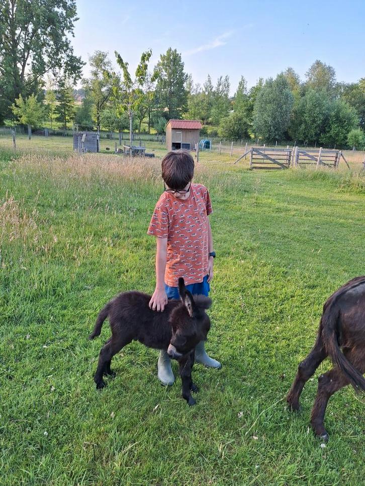 Mini ezel hengstjes, Dieren en Toebehoren, Overige Dieren, Mannelijk, Mei