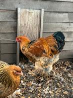 2 jonge zeer vriendelijke grote brahma hanen, Dieren en Toebehoren, Pluimvee, Mannelijk, Kip