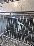 Putters, Dieren en Toebehoren, Meerdere dieren, Bastaard