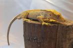 Wimpergekko Dalmatier man, Dieren en Toebehoren, Reptielen en Amfibieën, Overige soorten, Tam, 0 tot 2 jaar
