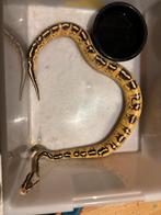 Ball python koningspython pastel freeway, Slang, 3 tot 6 jaar