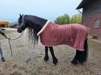 Rose doorgestikte deken met teddy voering, Dieren en Toebehoren, Paarden en Pony's | Dekens en Dekjes, Ophalen of Verzenden, Nieuw