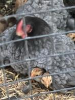 Wyandotte kriel haantjes (kuikens) 5 weken oud, Dieren en Toebehoren, Pluimvee, Mannelijk, Kip