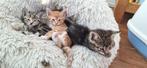 Europese korthaar kittens 8 weken oud, Meerdere dieren, Kortharig, 0 tot 2 jaar