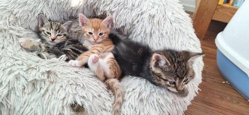 Europese korthaar kitten 8 weken oud, Dieren en Toebehoren, Katten en Kittens | Overige Katten, Kortharig, Meerdere dieren, 0 tot 2 jaar