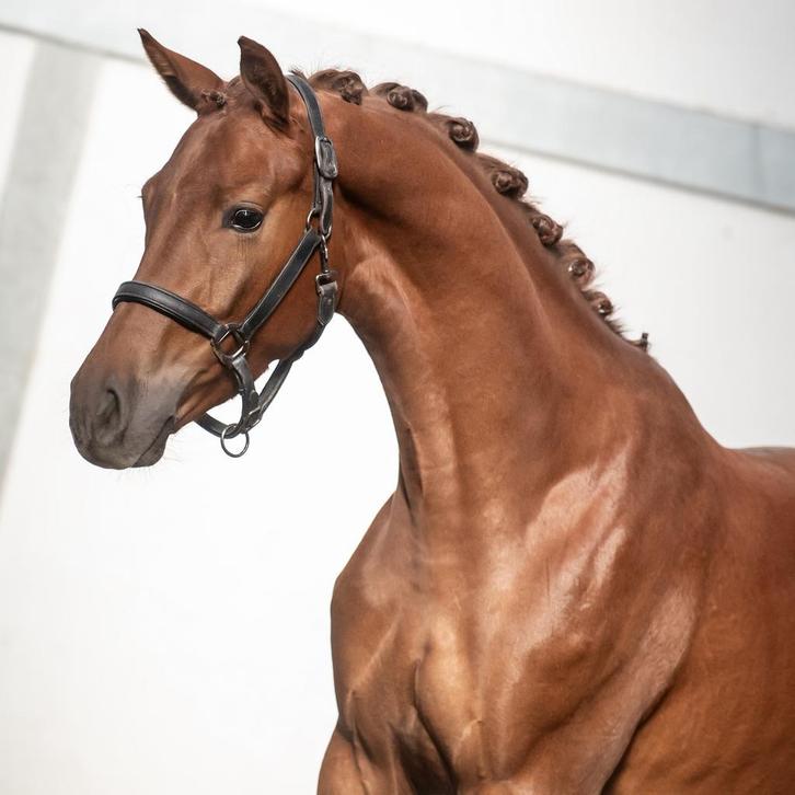 2.5 jarige merrie van lantanas x Veneziano, Dieren en Toebehoren, Paarden, Merrie, Onbeleerd, 165 tot 170 cm, 3 tot 6 jaar, Dressuurpaard
