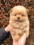 Prachtige pomchi pups (75% pomeriaan), Parvo, Overige rassen, 8 tot 15 weken, Meerdere