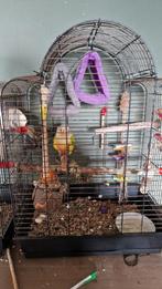 Pineapple pyrhurra handtam, en valkparkiet, Dieren en Toebehoren, Vogels | Parkieten en Papegaaien, Mannelijk, Papegaai, Pratend