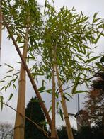 Grote bamboe Phyllostachys vivax 'Aureocaulis', Bloeit niet, Overige soorten, 400 cm of meer, Ophalen