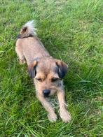 Hond, Dieren en Toebehoren, Honden | Niet-rashonden, 1 tot 2 jaar, Teef, CDV (hondenziekte), Eén hond