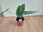 Anthurium Silver Blush - Anthurium / Flamingoplant H: 32 cm., Ophalen, Overige soorten, Halfschaduw, Minder dan 100 cm