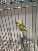 Blackface en splitten grasparkieten, Dieren en Toebehoren, Vogels | Parkieten en Papegaaien, Meerdere dieren, Parkiet