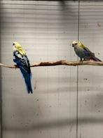Pracht koppel bleekkop rosellas, Dieren en Toebehoren, Vogels | Parkieten en Papegaaien, Meerdere dieren, Parkiet