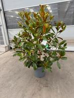 Magnolia grandiflora p 30 cm h 140 cm, Tuin en Terras, Ophalen, Overige soorten