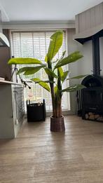 Bananenplant (kunst), Ophalen, Overige soorten, In pot, 150 tot 200 cm