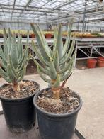 Aloe Dichotoma ( kokerboom) uit Namibie in potmaat 13cm., Vetplant, Ophalen of Verzenden, In pot, Minder dan 100 cm