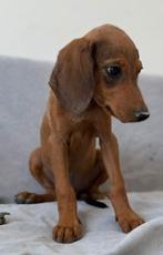 Fim verblijft in Cyprus, Dieren en Toebehoren, Rabiës (hondsdolheid), 15 weken tot 1 jaar, Buitenland, Eén hond