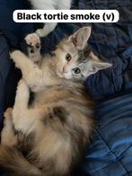 Prachtige Maine Coon kittens mogen naar een nieuw huis, Meerdere dieren, Met stamboom, 0 tot 2 jaar