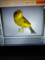 zwavel gele dikbek  cini, Mannelijk, Wildzangvogel, Geringd