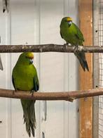 Geel voorhoofd kakariki’s, Dieren en Toebehoren, Meerdere dieren, Parkiet, Geringd