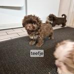 Lieve raszuivere choco en choco bont merle shih tsu pups, Dieren en Toebehoren, Overige rassen, 8 tot 15 weken, Meerdere, Meerdere dieren