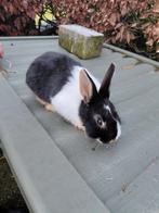 Jongen Hollander konijnen, Dieren en Toebehoren, Konijnen, Meerdere dieren, Dwerg