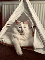 Turkse angora x, Kater, Gechipt