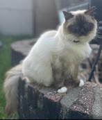 3 Ragdoll seal point kater kittens - ophalen vanaf Oktober, Meerdere dieren, Ontwormd, 0 tot 2 jaar