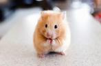 Hamster oppas - Vakantie oppas - Knaagdieren oppas, Dieren en Toebehoren, Meerdere dieren, Hamster