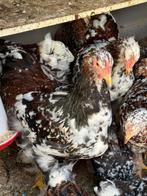Brahma porselein hanen, Dieren en Toebehoren, Mannelijk, Kip