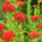 Te koop tuinplant “brandende liefde”, Volle zon, Vaste plant, Zomer, Ophalen