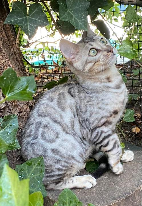 Bengaal Silver katertje €650 met stamboom, Dieren en Toebehoren, Katten en Kittens | Raskatten | Korthaar, Kater, Gechipt
