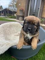 Prachtige pups (Boxador - Benner Sennen), Dieren en Toebehoren, Rabiës (hondsdolheid), 8 tot 15 weken, Meerdere, Meerdere dieren